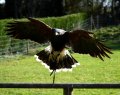 Hawk_Conservancy 201 cropped